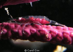 This tiny shrimp is only about 1/2 cm long.  I found it w... by Carol Cox 